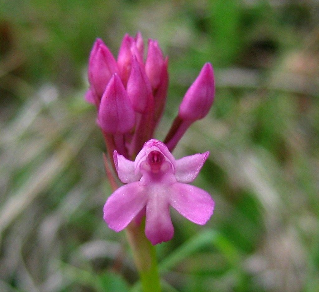 Anacamptis pyramidalis